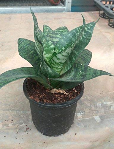 Snake Plant | Sanseveria (Pot Included) Air Purifier Live Plant with 5 Gm Fertilizer Free