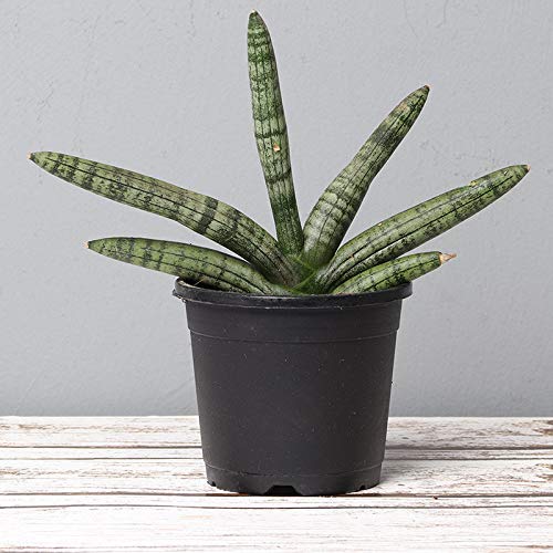 Sansevieria Cylindrica Live Airpurifier Indoor Plant with A Beautiful Pot