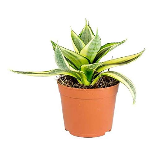 Sansevieria Sunshine Varigated Live Air Purifier Healthy Plant with Pot