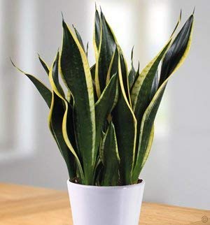 Air Purifying Sansevieria Superba Plant with Pot