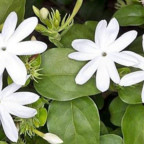 Scented Kunda Plant Paras Live Healthy Plant