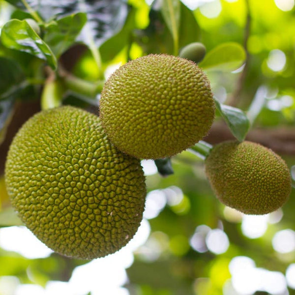 Exclusive Seedless JackFruit Live Plant