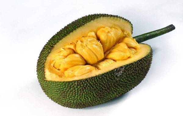 Exclusive Seedless JackFruit Live Plant