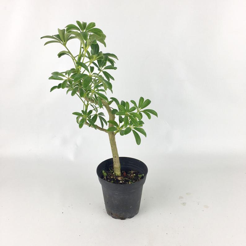 Seflera Live Plant