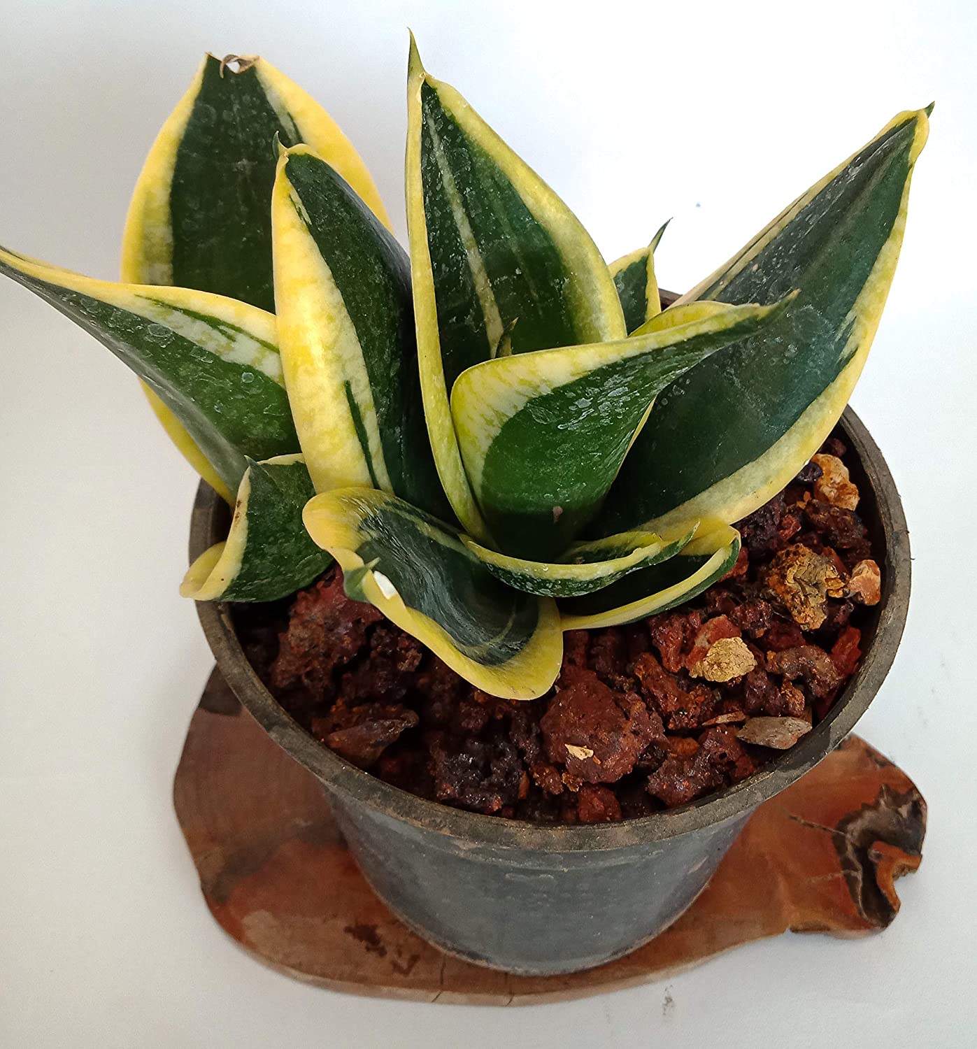 Air Purifier Sansevieria Live and Healthy Plant For Indoor