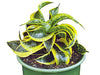 Air Purifier Senseveria Live and Healthy Plant For Indoor