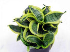 Air Purifier Senseveria Live and Healthy Plant For Indoor