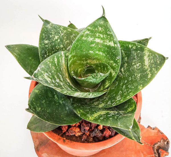 Air Purifier Senseveria live and Healthy Plant For Indoor