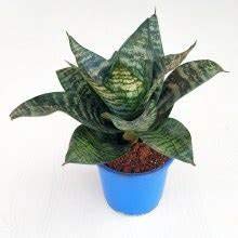 Air Purifier Senseveria live and Healthy Plant For Indoor