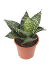 Air Purifier Senseveria live and Healthy Plant For Indoor