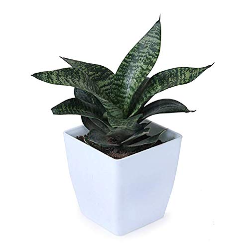 Air Purifier Senseveria live and Healthy Plant For Indoor