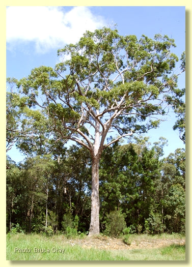 sevan tree Live Plant