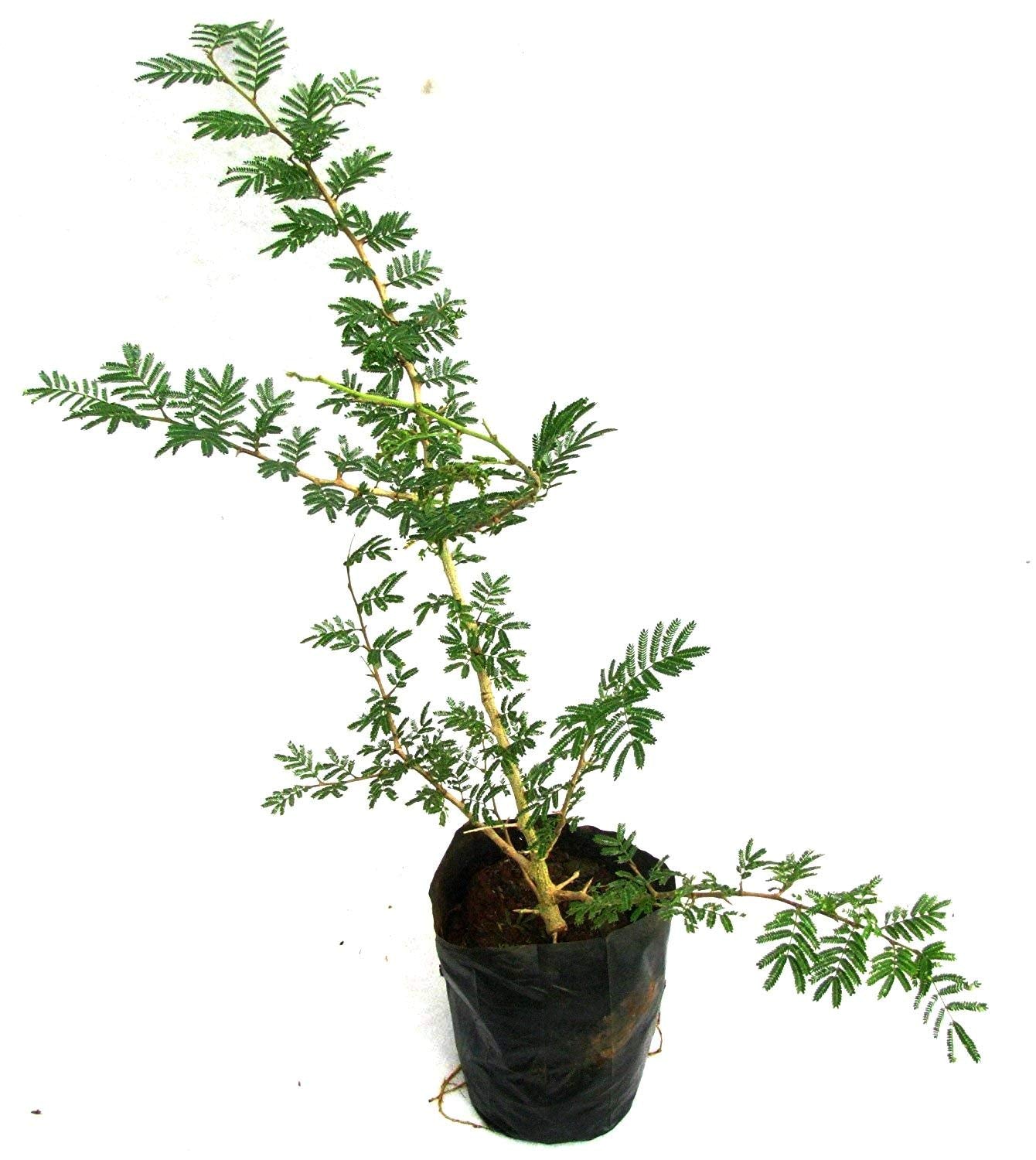 Green Paradise® shami plant Sapling Holy Shami Tree bring goodluck to your house