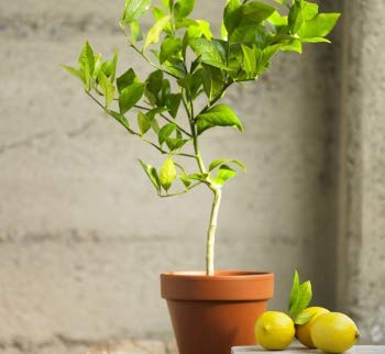 Sharbati Lemon Plant air layered plant fast fruiting lemon plant live plant