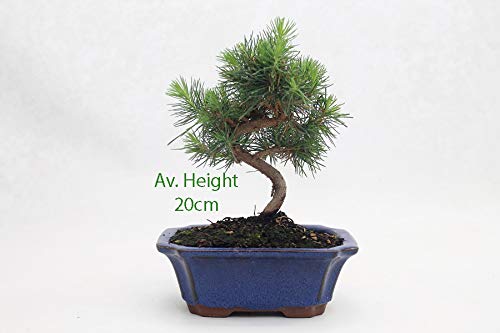 Pine Tree pre  Bonsai Material Plant with Nursery Pot