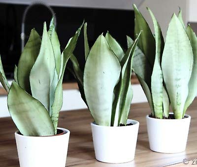 Air Purifier Indoor Silver Snake Plant with Pot ( Set of 3)