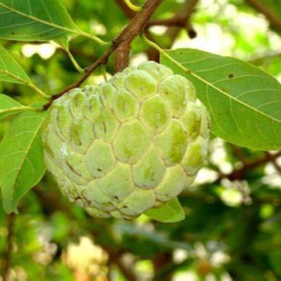 Sitaphal Custard Apple Live Plant suitable for bonsai and containers