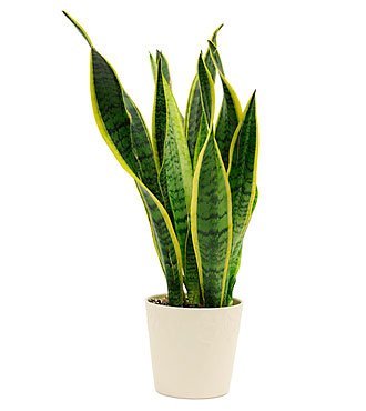 Sanseveria Snake Plant (Pot Included) Air Purifier