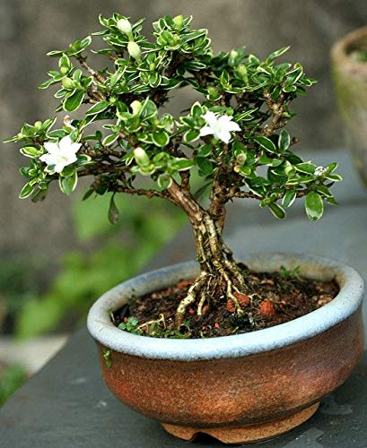 Snow Rose Serissa Bonsai with ceramic bonsai pot