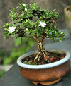 Snow Rose Serissa Bonsai bonsai with ceramic bonsai pot