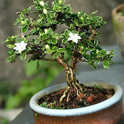 Snow Rose Serissa Bonsai with ceramic bonsai pot