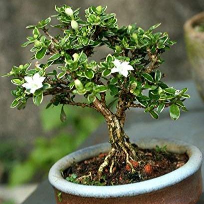 Snow Rose Serissa Pre Bonsai Plant With Plastic Pot