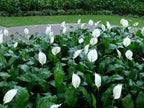 Green Paradise® Peace Lily Spathiphyllum indoor air purifier Live Plant with  pot