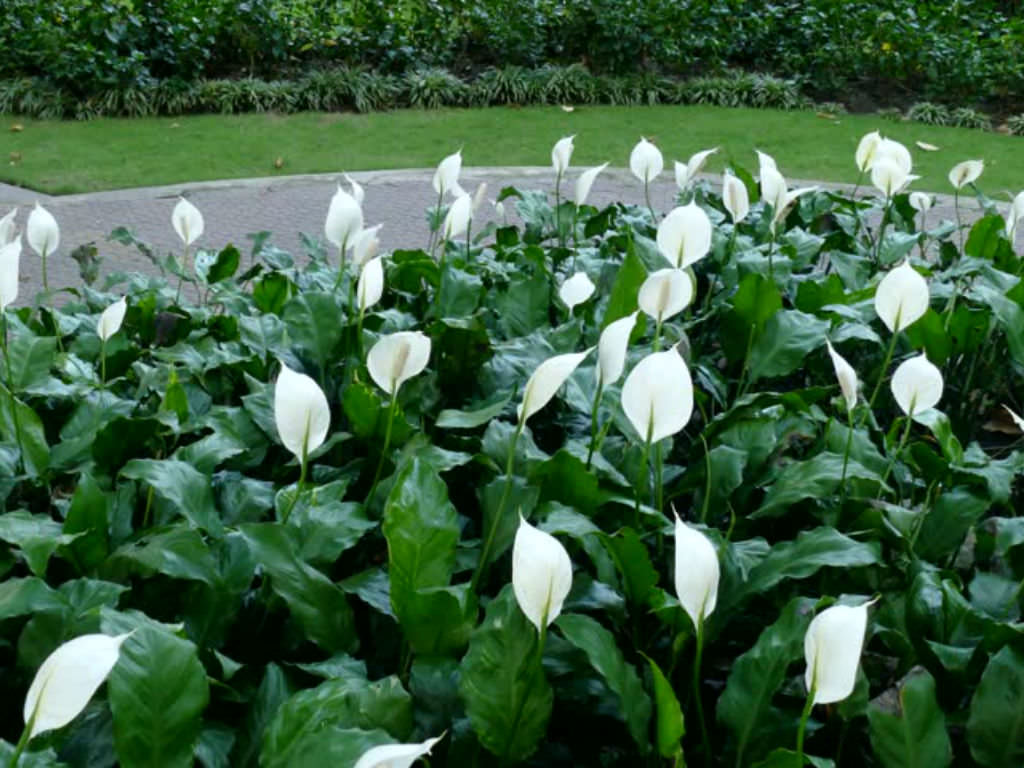 Green Paradise® Peace Lily Spathiphyllum indoor air purifier Live Plant with  pot