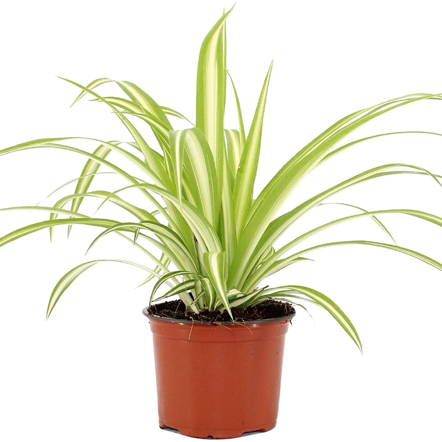 Spider Plant Live Indoor Best air Purifying Plant Include Pot