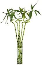 Green Paradise® Spiral Bamboo Sticks For Indoor-Office Table