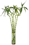 Spiral Bamboo Sticks 60 cm (Set of 5)