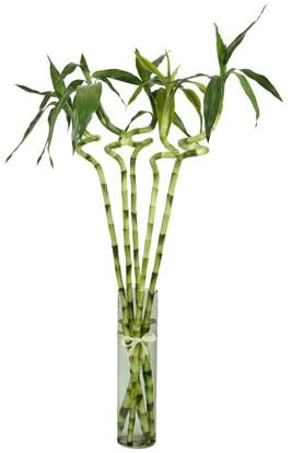 Green Paradise® Spiral Bamboo Sticks For Indoor-Office Table