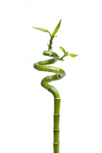 Spiral Bamboo Sticks 30 cm (Set of 3)