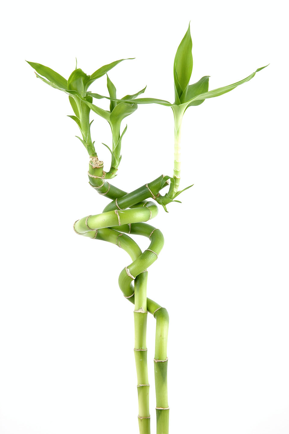 Spiral Bamboo Sticks 30 cm (Set of 3)