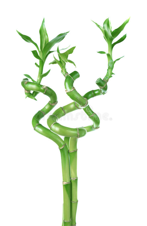 Spiral Bamboo Sticks 30 cm (Set of 3)