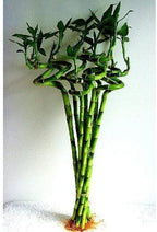 Green Paradise® Spiral Bamboo Sticks For Indoor-Office Table
