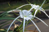 Good Luck Sudarashan Lily Plant, Beach Spider Lily Live Plant/Hymenocallis littoralis