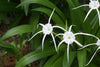 Good Luck Sudarashan Lily Plant, Beach Spider Lily Live Plant/Hymenocallis littoralis