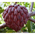 Rare Sugar Applec apple Live Grafted plant