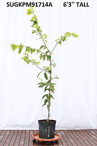 Sitaphal Custard Apple Live Plant suitable for bonsai and containers