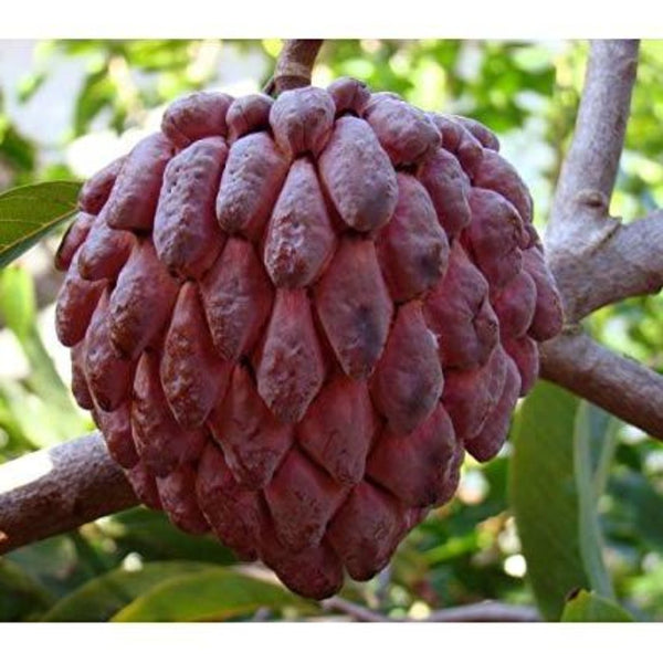 Rare Sugar Applec apple Live Grafted plant