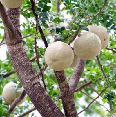 Rare Grafted Sweet Bael Limonia acidissima chocolate Wood Apple Grafted Fruit Live Plant Suitable for bonsai