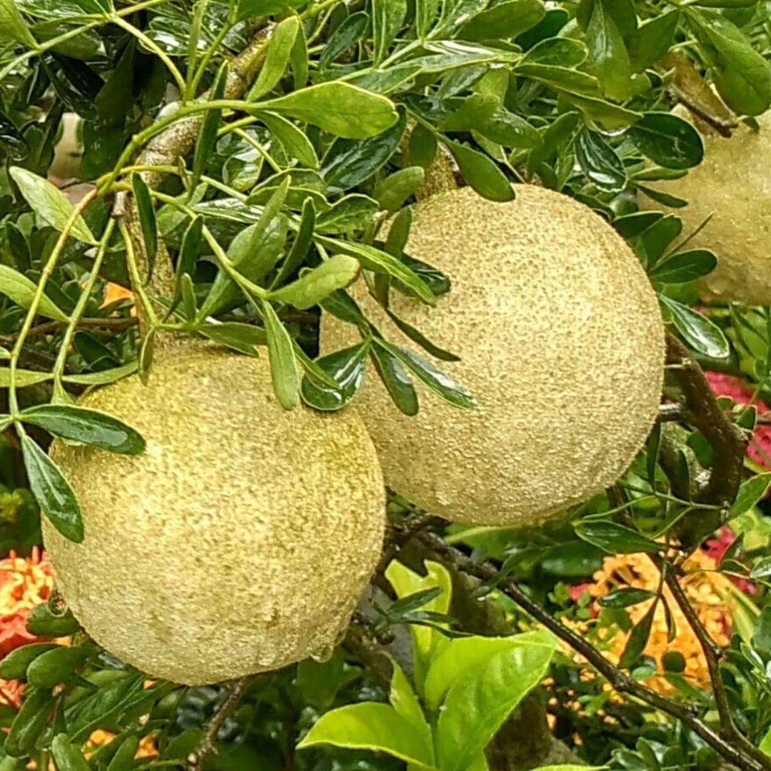 Rare Grafted Sweet Bael Limonia acidissima chocolate Wood Apple Grafted Fruit Live Plant Suitable for bonsai