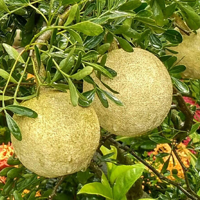 Rare Grafted Sweet Bael Limonia acidissima chocolate Wood Apple Grafted Fruit Live Plant Suitable for bonsai