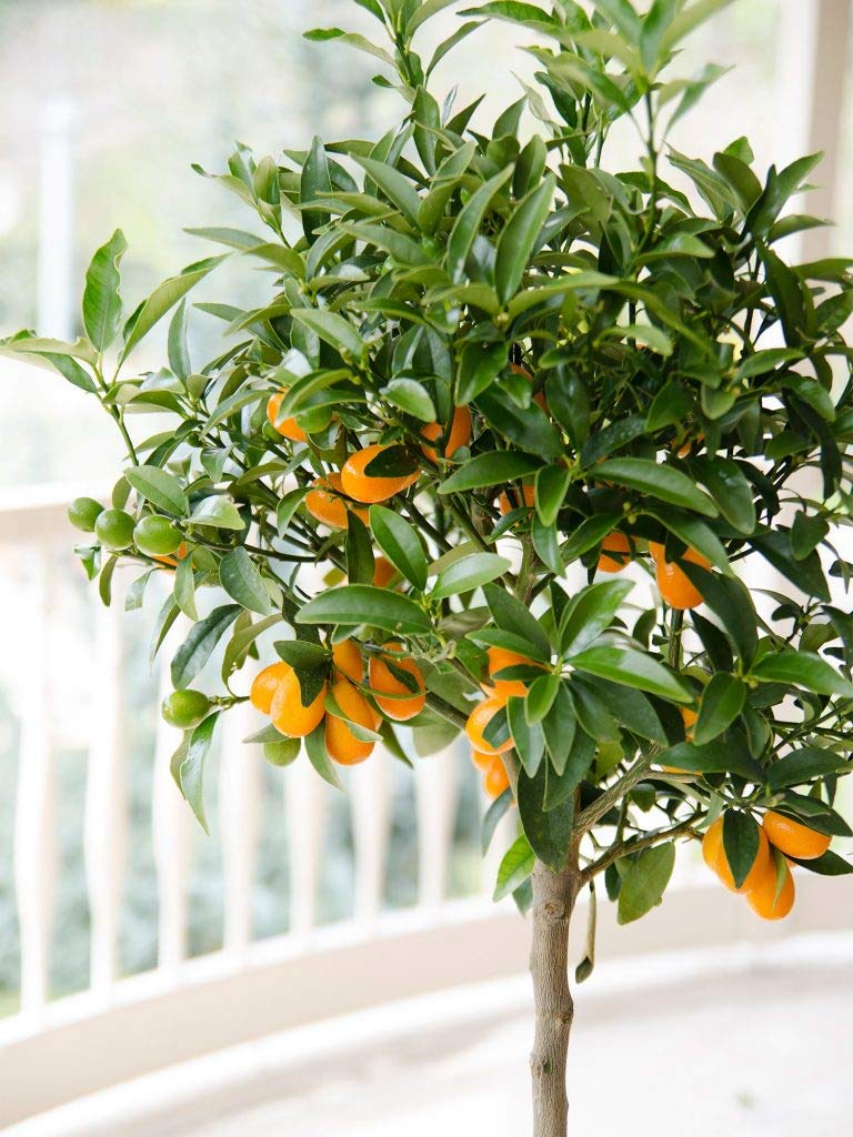 Green Paradise® Sweet Cherry Lemon Seeds(pack of 10) Suitable for Bonsai with Free Soil Media For Growing