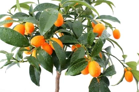 Live Sweet Cherry Lime Plant Suitable For Bonsai