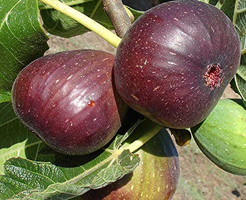 Sweet Fig Live plant (anjeer plant)