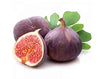 Sweet Fig Live plant (anjeer plant)