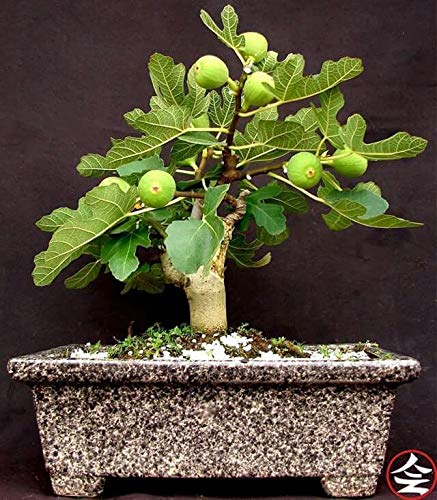 Sweet Fig Live plant (anjeer plant)