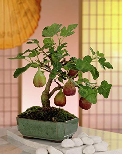 Sweet Fig Live plant (anjeer plant)